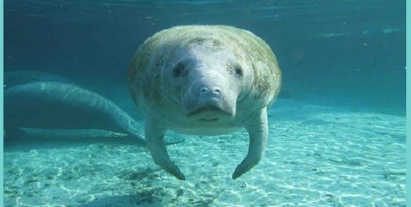 Why Is It Illegal to Pet a Manatee